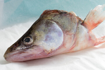 pikeperch fresh fishhead close up, isolated on white, sparkles of silver