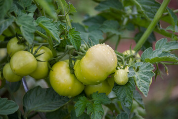 Tomatenstamm mit Regentropfen