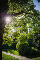 Summer landscape in a sunlit park. The path runs through beautiful trimmed bushes and trees. Warm season, summer time, garden care concept.