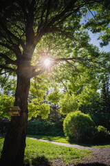 Summer landscape in a sunlit park. The path runs through beautiful trimmed bushes and trees. Warm season, summer time, garden care concept.