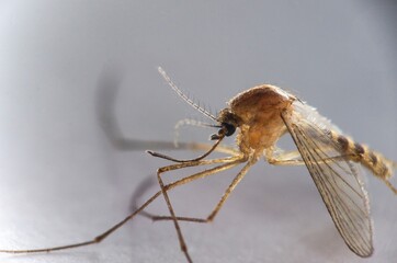 Tiger mosquito specimen in the foreground