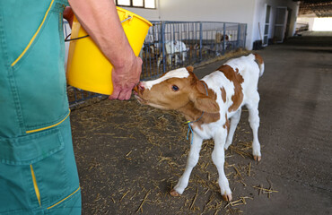 Farmer feeding baby animal simmental calf with milk from bucket with pacifier. Feeding newborn hungry and cute calf in the cowshed at dairy farm. Animal milk production concept