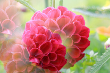 Fototapeta premium colorful of dahlia and green leaf with sun light