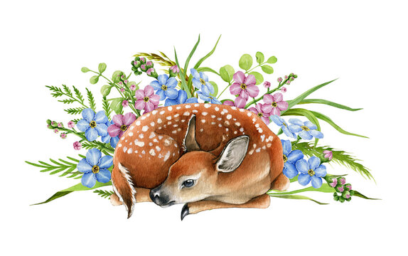 Forest deer cub with spring flowers. Beautiful fawn hand drawn watercolor image. Decor bambi illustration. Wild young deer animal in the wild herbs and meadow flowers. Cute fawn on white background
