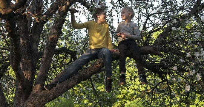 Two boys are sitting on blossoming tree and chatting. Two friends climbed tree.