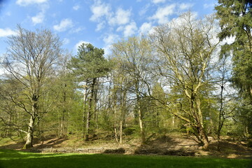 Fototapeta na wymiar Clairière principale entouré de différents arbres à l'arboretum de Groenendael au sud est de Bruxelles