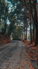 path in autumn forest