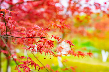 Beautiful maple leaves