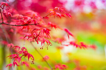 Beautiful maple leaves