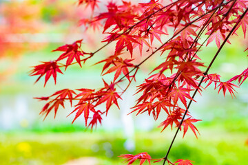 Beautiful maple leaves