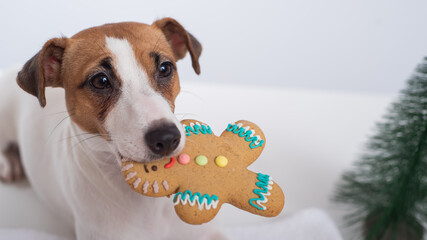 Jack russell terrier dog holds a christmas cookie in his mouth