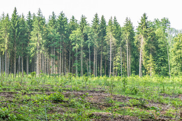 Fototapeta premium Wiederaufforstung im Mischwald im Frühjahr