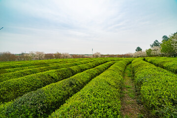 Naklejka premium green tea plantation