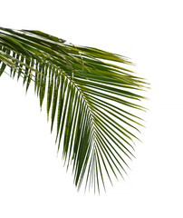 Obraz premium The palm leaf is on a white background.