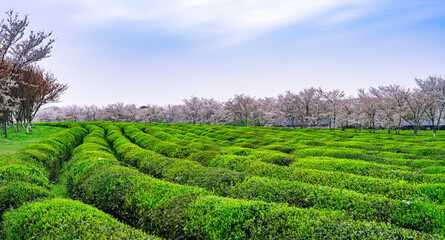 green tea plantation