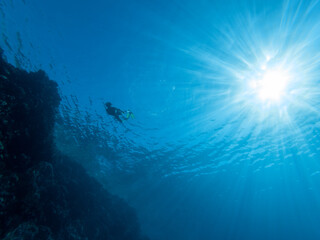 colorful corals and exotic fishes at the bottom of the red sea. beautiful natural summer background