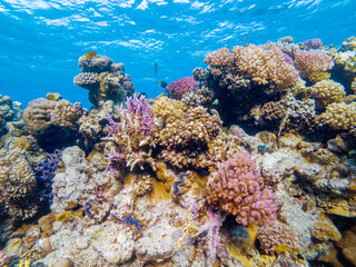 Naklejka na ściany i meble colorful corals and exotic fishes at the bottom of the red sea. beautiful natural summer background