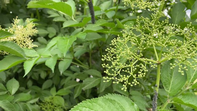 Nahaufnahme von Holunder Bl&uuml;ten und Knospen.