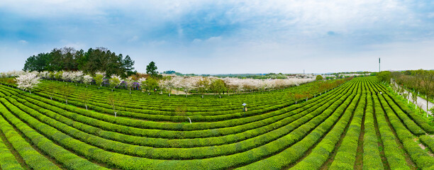 green tea plantation