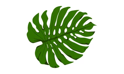 Fotobehang Monstera Zwitserse kaas plant blad vector grafische groene blad element geïsoleerd op wit Background