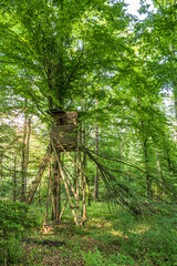 Obraz premium Von herabfallendem Baum beschädigter Hochsitz im Wald