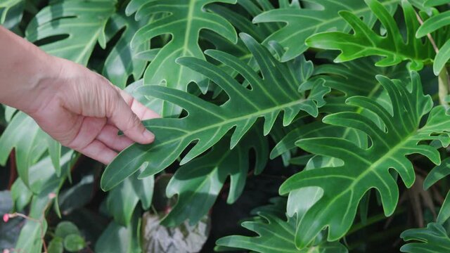 Gardener checking fresh green leaves of philodendron xanadu