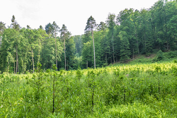 Obraz premium Wiederaufforstung im Mischwald im Frühjahr