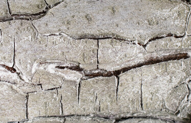 pear tree bark close up