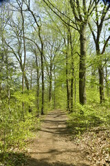 Fototapeta na wymiar Sentier de promenade pédestre dans la forêt sauvage d'Esneux au sud de Liège