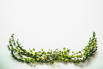White background with twigs with small leaves.