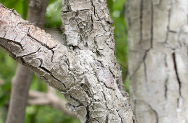 Fototapeta premium pear tree bark close up