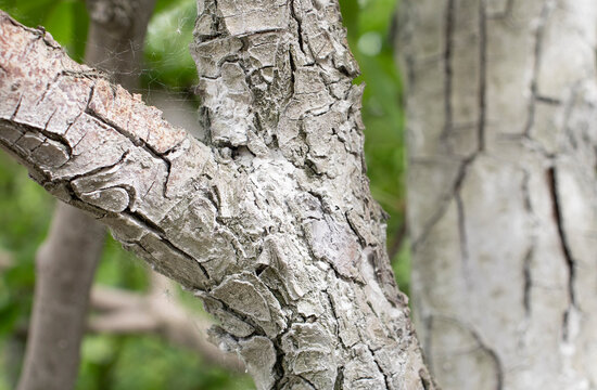 pear tree bark close up