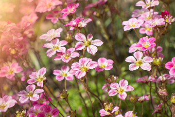 Saxifraga pink flower in the garden