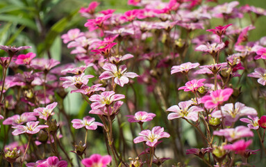 Fototapeta na wymiar Saxifraga pink flower in the garden