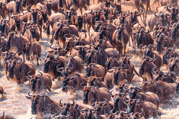 The Great Migration. Thousands of wildebeests cross the Mara river in Tanzania migrating towards food and water.