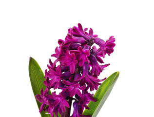 Gentle violet hyacinth.