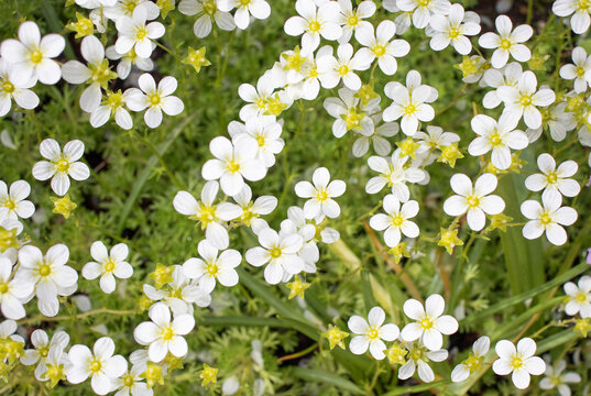 Alyssum 이미지 찾아보기 3,558 스톡 사진, 벡터 및 비디오 Adobe Stock