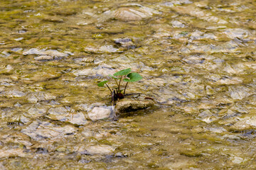 green moss on the stone river
