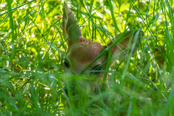 Cute newborn deer fawn lying in tall grass in field