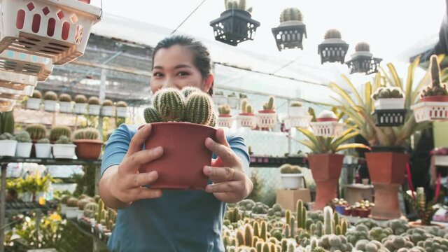 A young Asian lady holds up a potted cactus in a greenhouse full of plants and cacti in soft morning light in slow motion