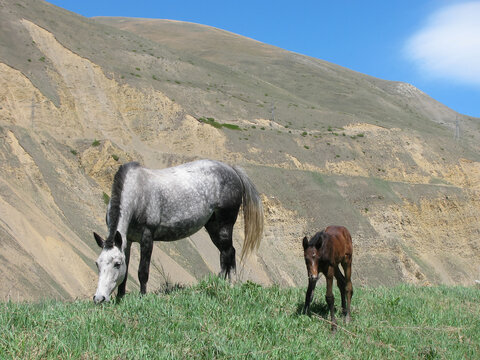 An adult white and gray horse and a small brown pony graze in a green meadow in a mountainous area.