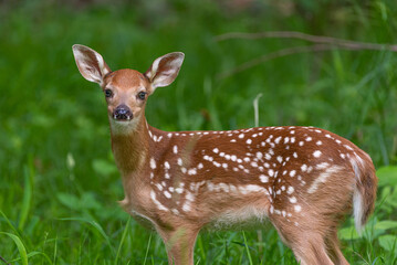 Naklejka na ściany i meble Baby whitetail deer or fawn standing in the forest