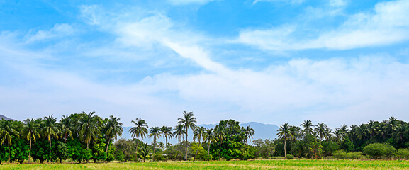 Palm trees and blue sky grass, mountain