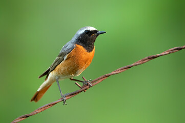 Common redstart male ( Phoenicurus phoenicurus )
