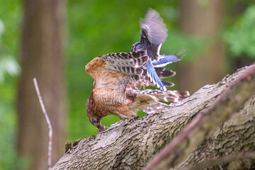 Blue jay harassing red shouldered hawk eating dead chipmunk 