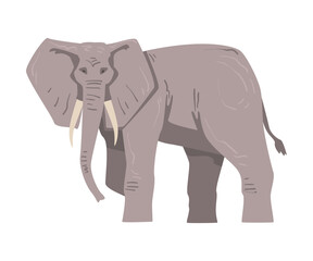 Walking Elephant as Large African Animal with Trunk, Tusks, Ear Flaps and Massive Legs Vector Illustration