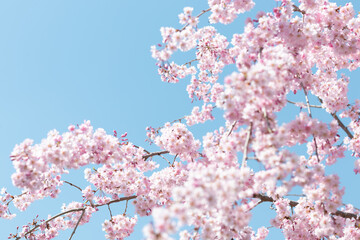 pink cherry blossom