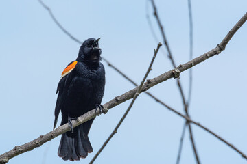Red winged blackbird perched on tree branch with blue sky
