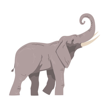 Walking Elephant as Large African Animal with Trunk, Tusks, Ear Flaps and Massive Legs Side View Vector Illustration