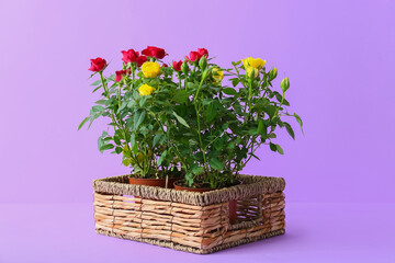 Beautiful roses in basket on color background